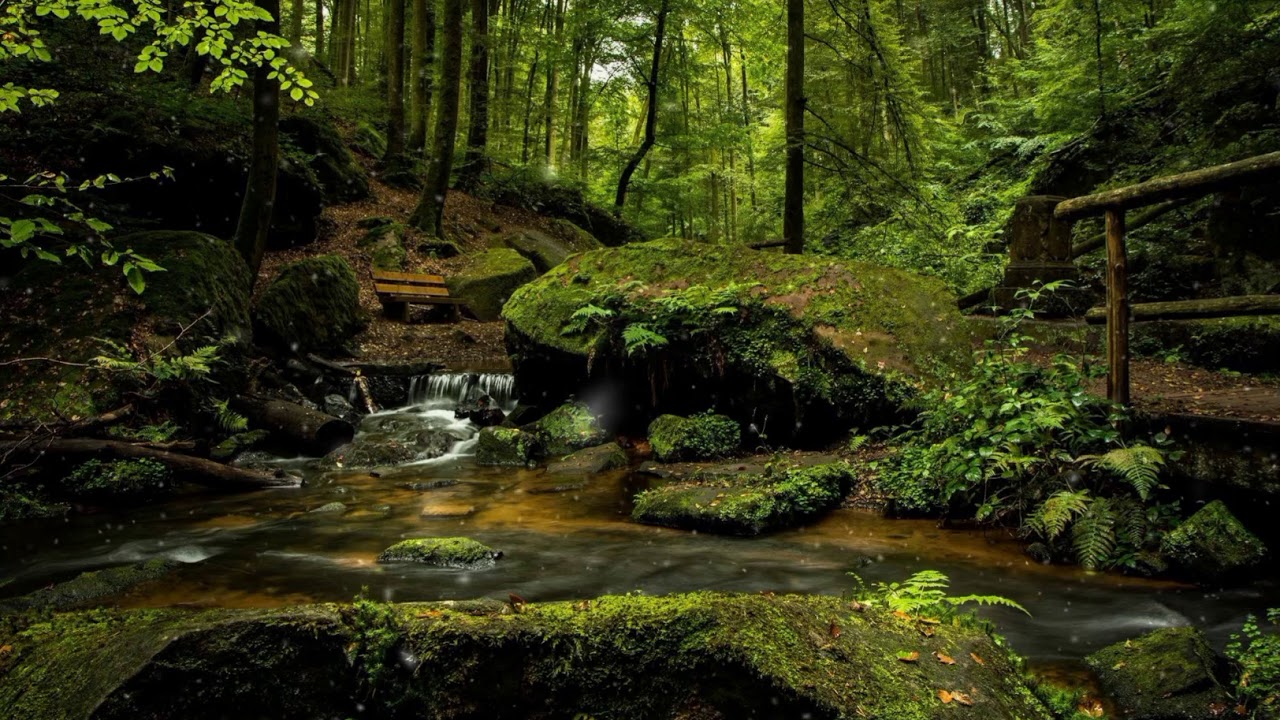 Relaxing Pond scene / Nature View Pond / Meditation