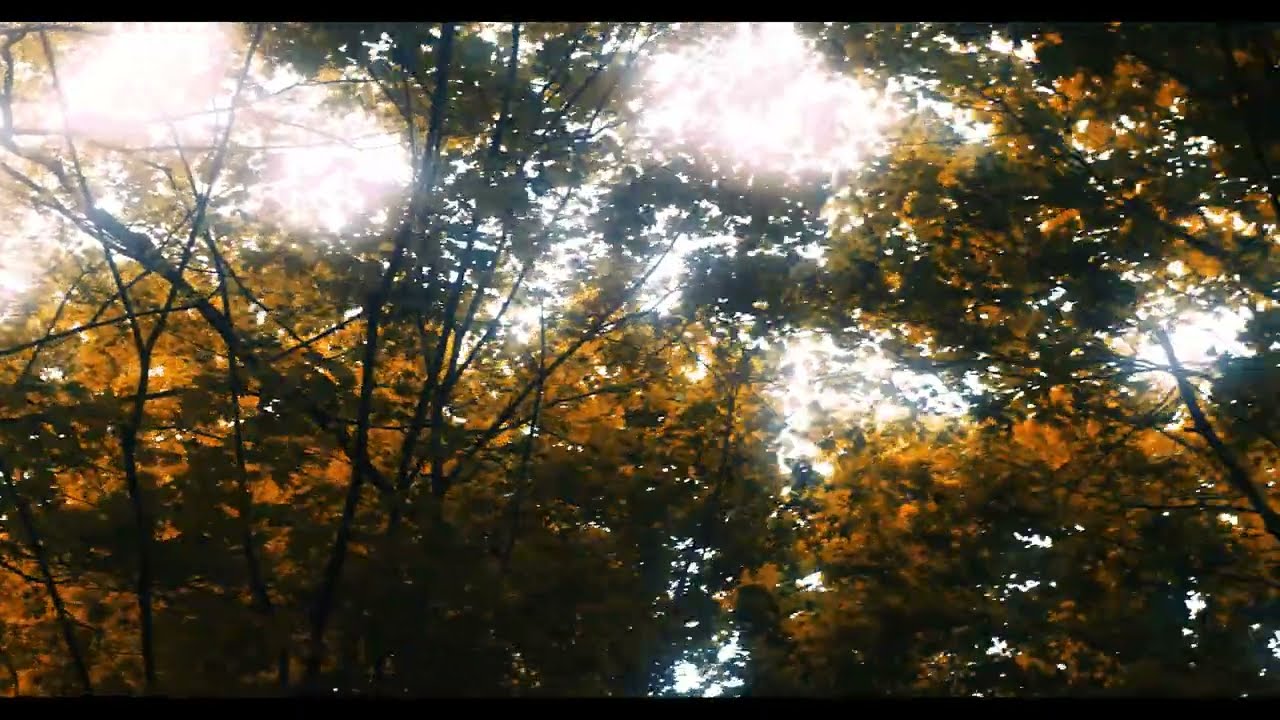 Testing the Sirui 75mm Prime Lens - Black Magic Pocket 4k