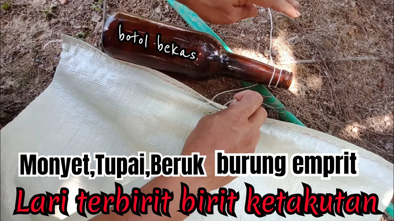 Cara membuat orang orangan sawah bergerak dan berbunyi pengusir hama monyet dan burung