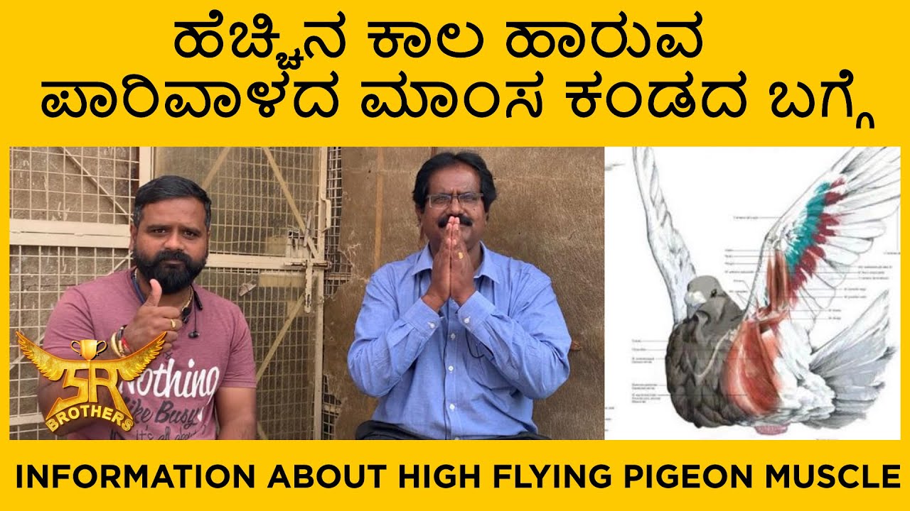 ಹೆಚ್ಚಿನ ಕಾಲ ಹಾರುವ ಪಾರಿವಾಳದ ಮಾಂಸ ಕಂಡದ ಬಗ್ಗೆ | Information about high flying pigeon muscle