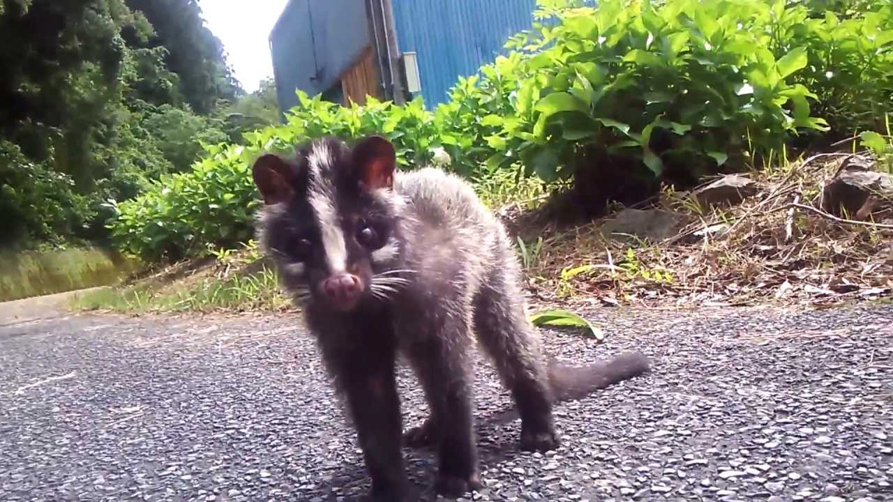 激萌えなハクビシンの子供　Baby Masked palm civet