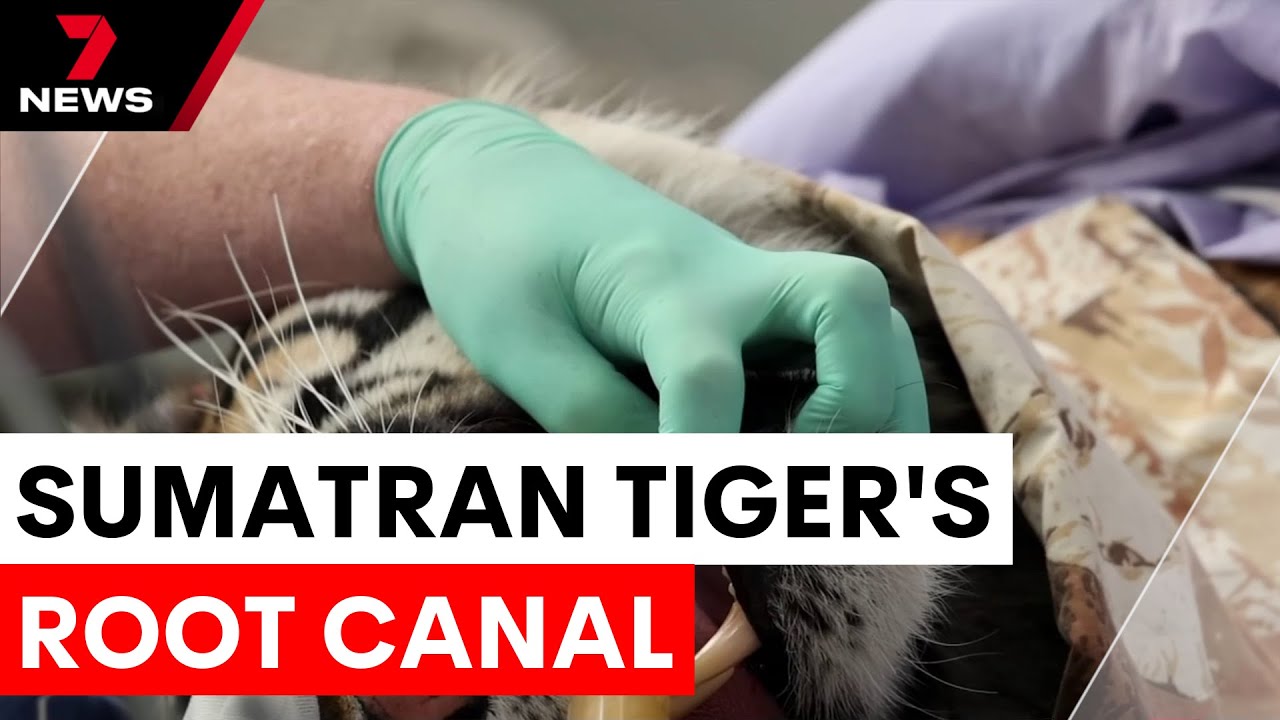 Rare behind-the-scenes look at Sumatran tiger's dental care | 7NEWS