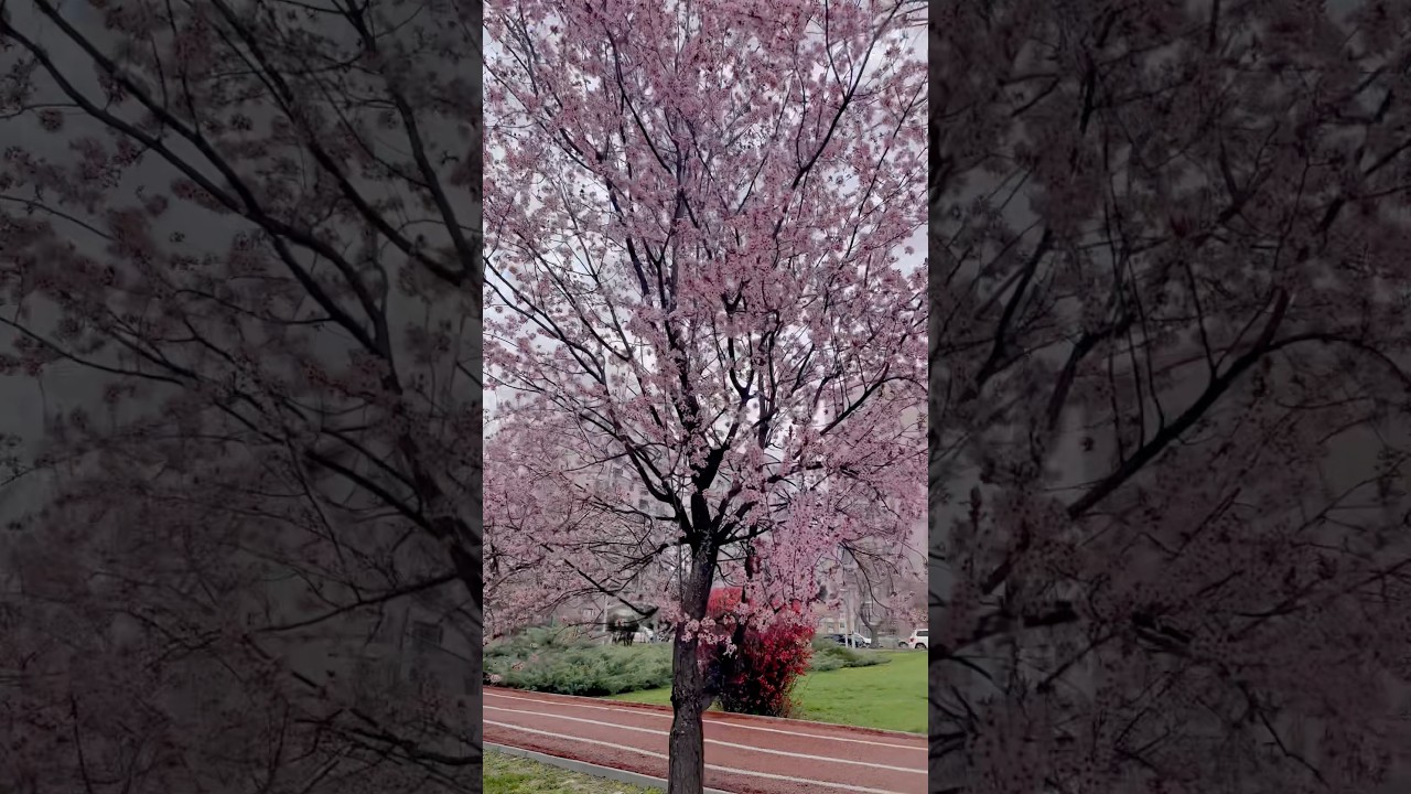 SAKURA SEASON #sakura #nature #naturelovers #naturelover #turkey #europe #usa #japan #flowers #tree