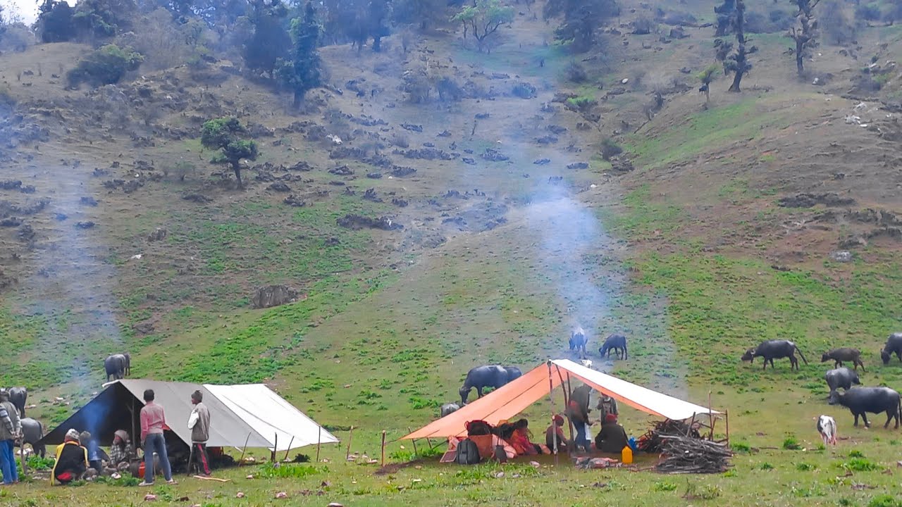 Organic Nepali Mountain Village Life |Shifting Buffalo Shelter Into New Pasture |Rural Life Of Nepal