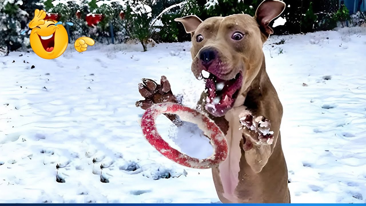 The Funniest Animal Videos Compilation 😹🐶 The Funniest Cat & Dog Moments Compilation  🐾