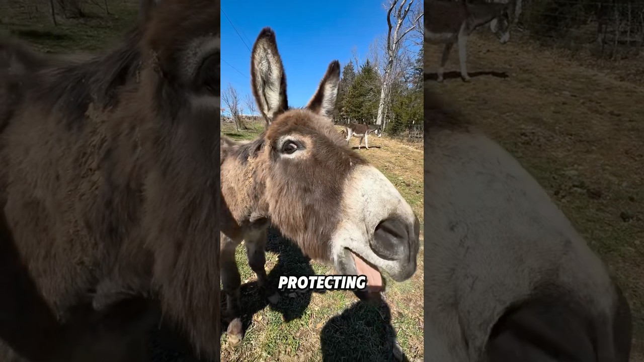 &ldquo;Stubborn Donkey.&rdquo;#animals #shorts #donkey #cute