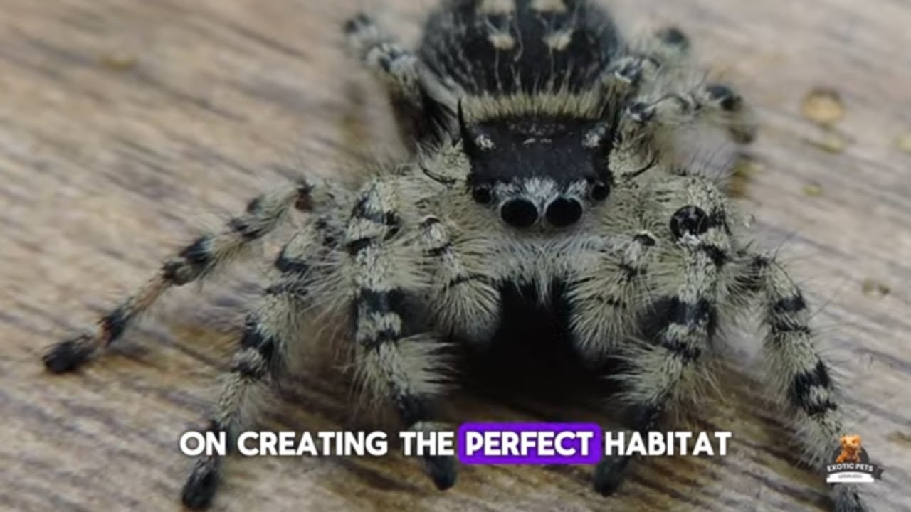 5 главных ошибок при уходе за пауками-скакунами