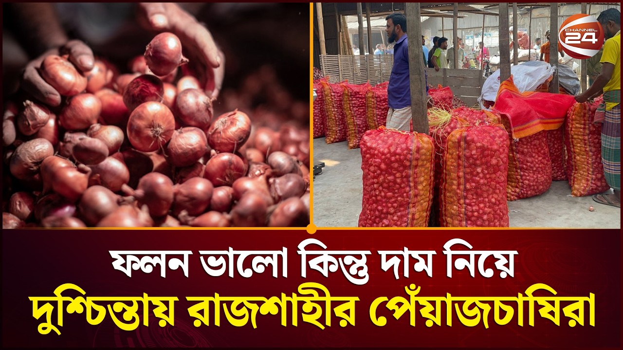 ফলন ভালো কিন্তু দাম নিয়ে দুশ্চিন্তায় রাজশাহী পেঁয়াজচাষিরা | Rajshahi | Onion | Channel 24
