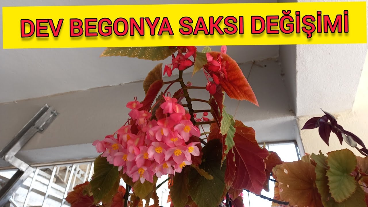 ÇİLLİ BEGONYA BAKIMI SAKSI DEĞİŞİMİ