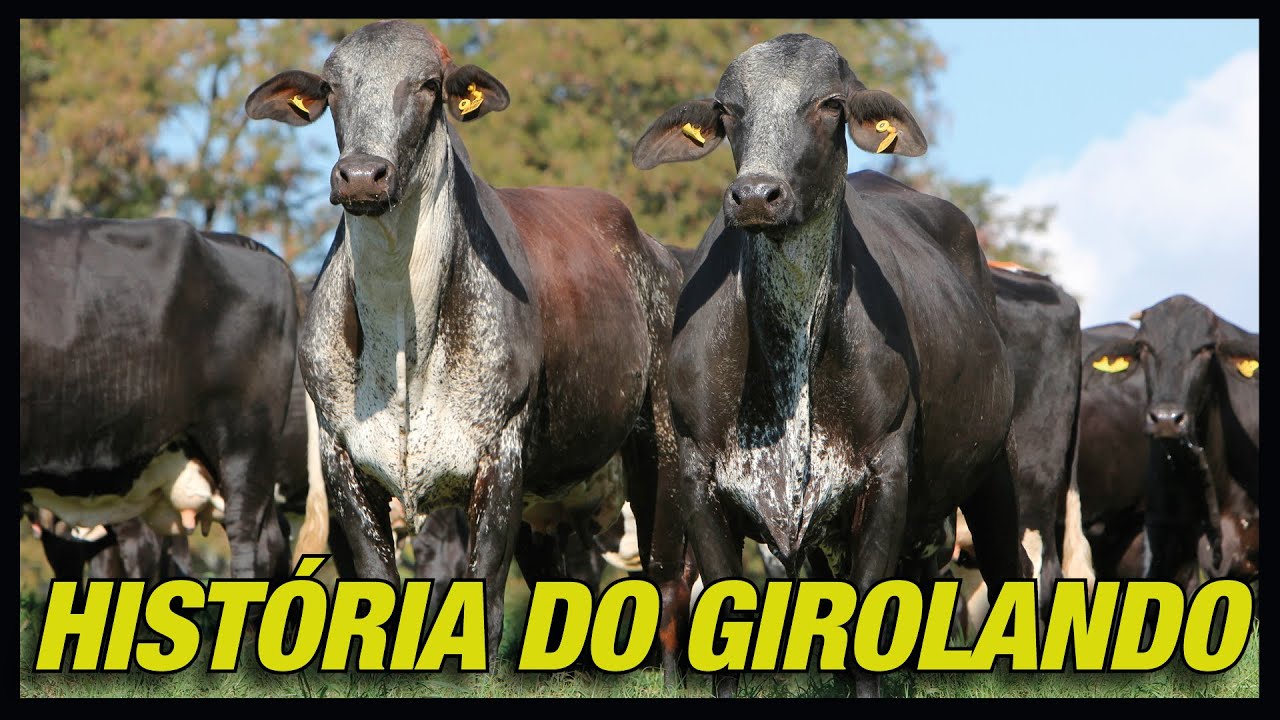 História do Girolando