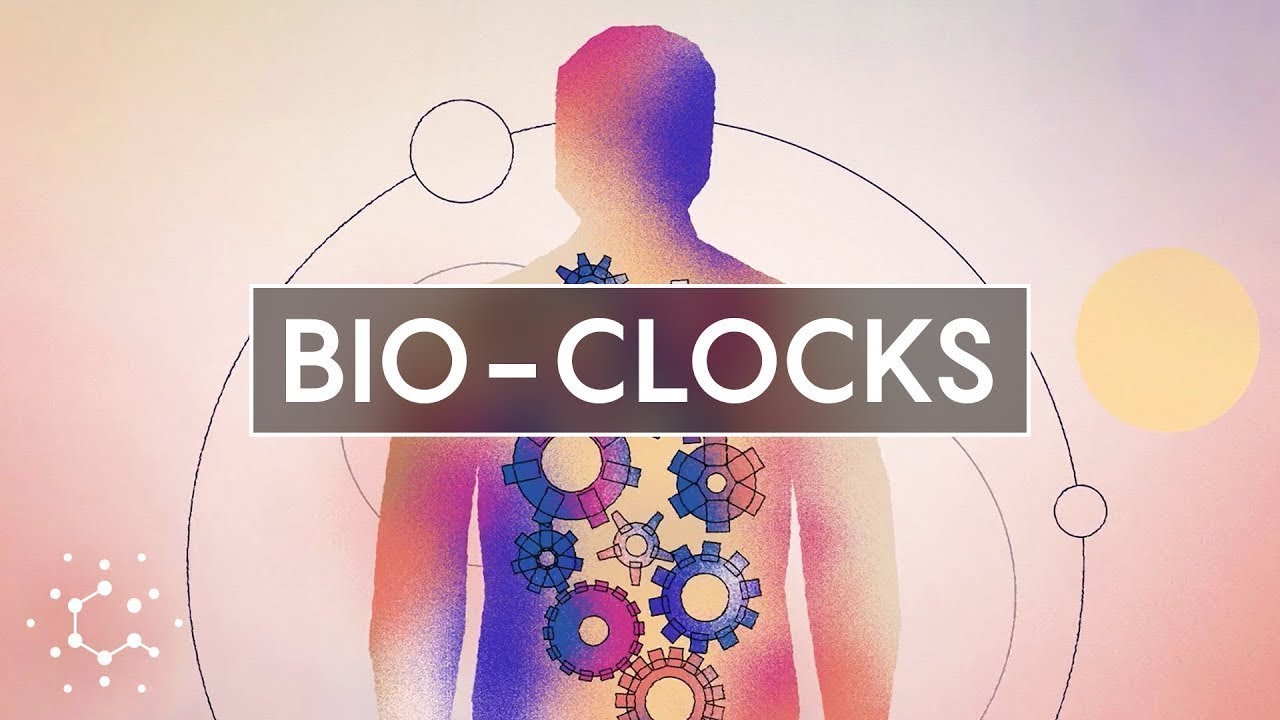 Circadian Rhythms: How Living Cells Track Time