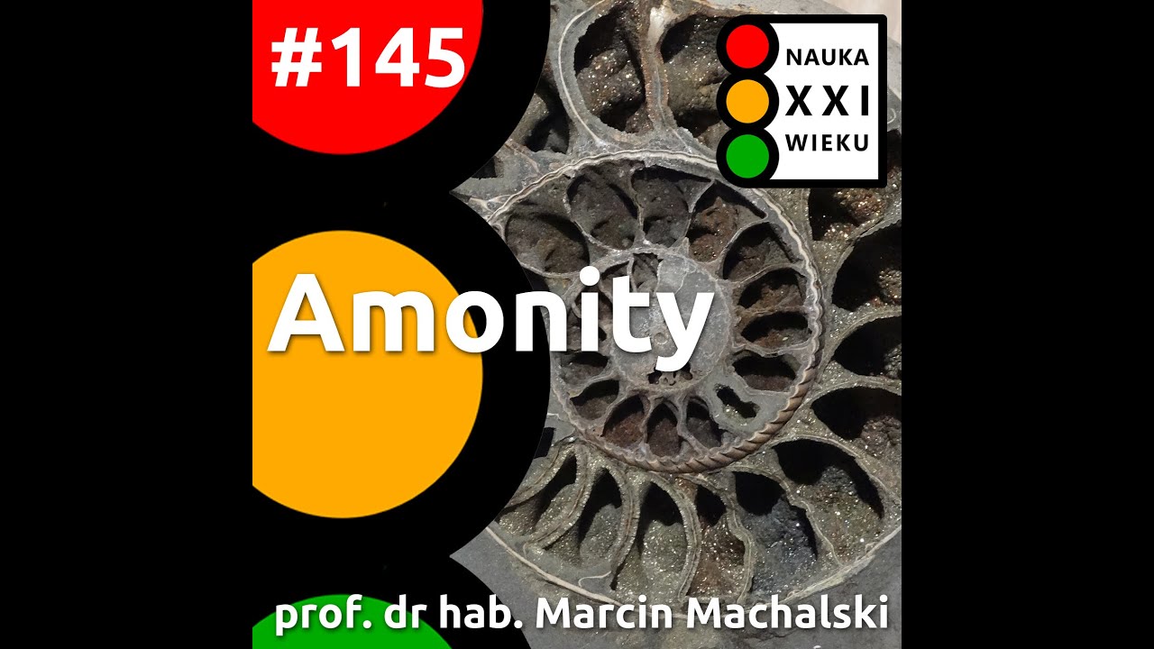 #145 - Amonity