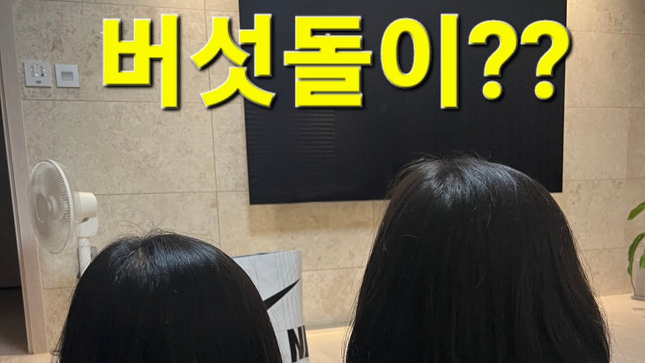 집에서 머리 자르기~! 이쁘게 잘 나왔을까요? 송설이 가을맞이 벌초 현장속으로 GO GO
