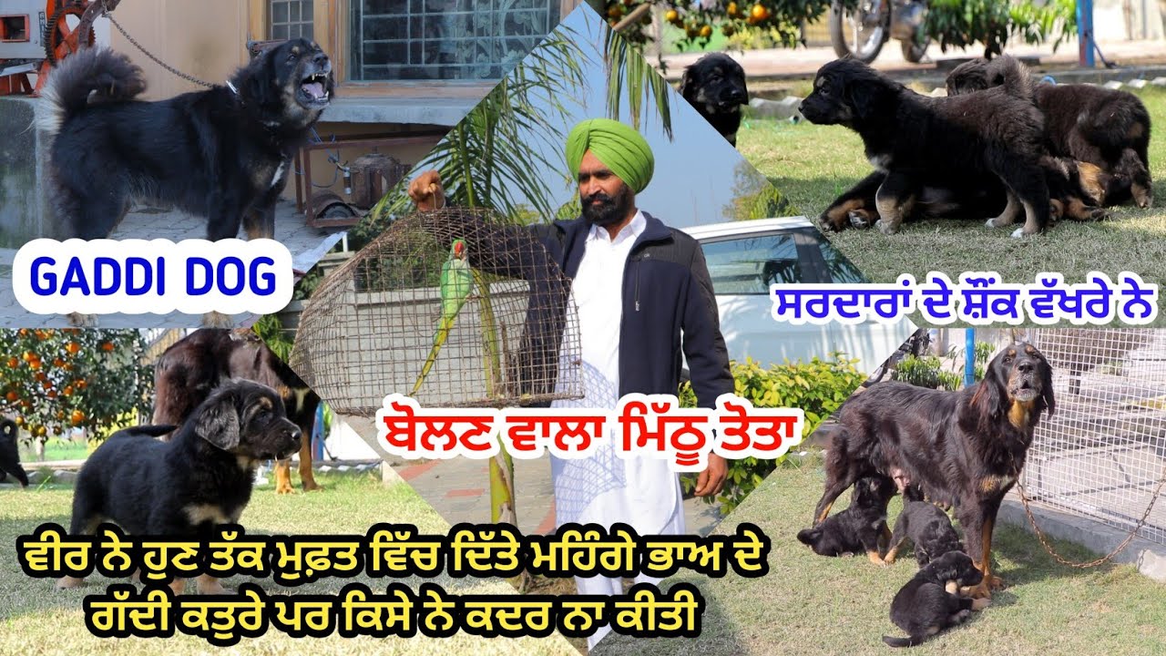 ਗੱਦੀ ਕੁੱਤੇ ਵੇਖੋ ਸਰਦਾਰਾਂ ਦੇ || Gaddi Dog | Indian best Big Breed | Best Guard Dogs || Gaddi  Kutta