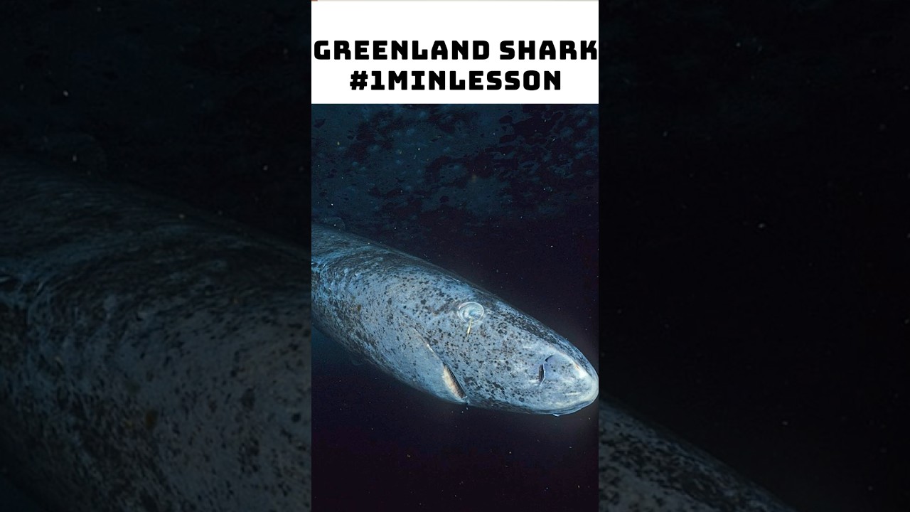 #GreenlandShark | #1minlesson #teachertuber
