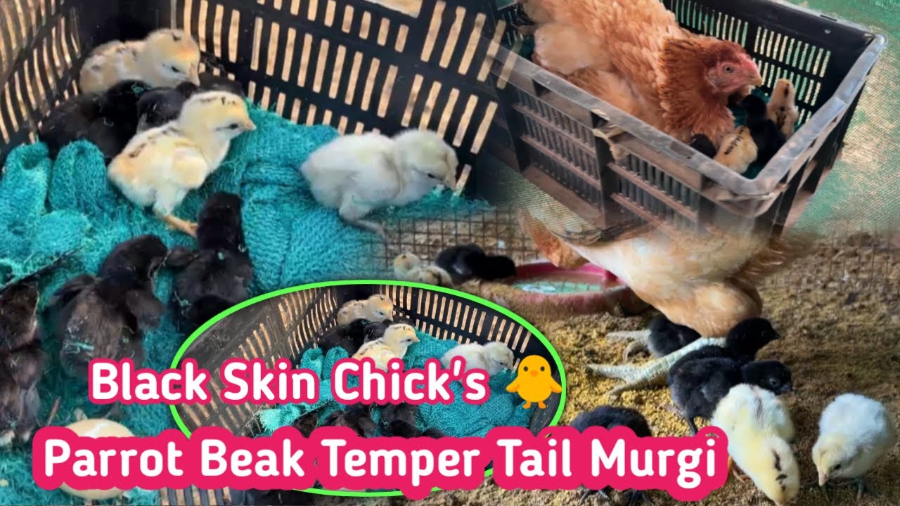 Black skin Bacche Top Quality  !! Parrot Beak Temper Tail 