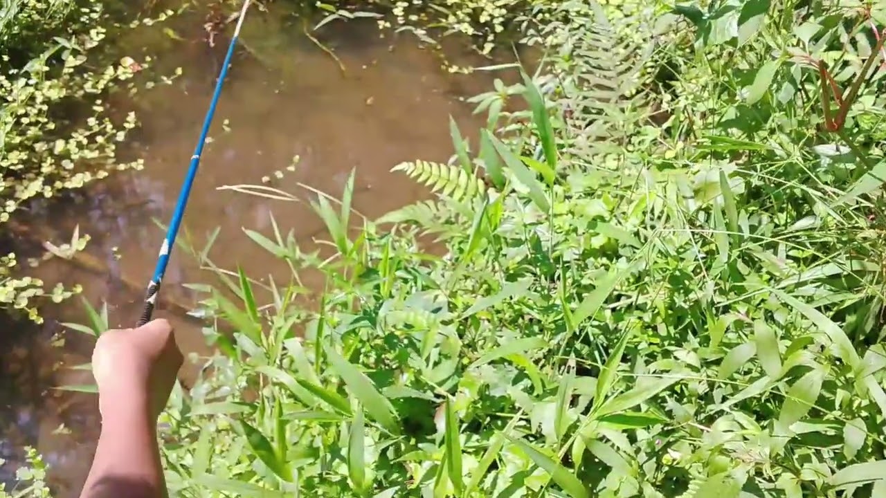 mancing ikan wader sawah 