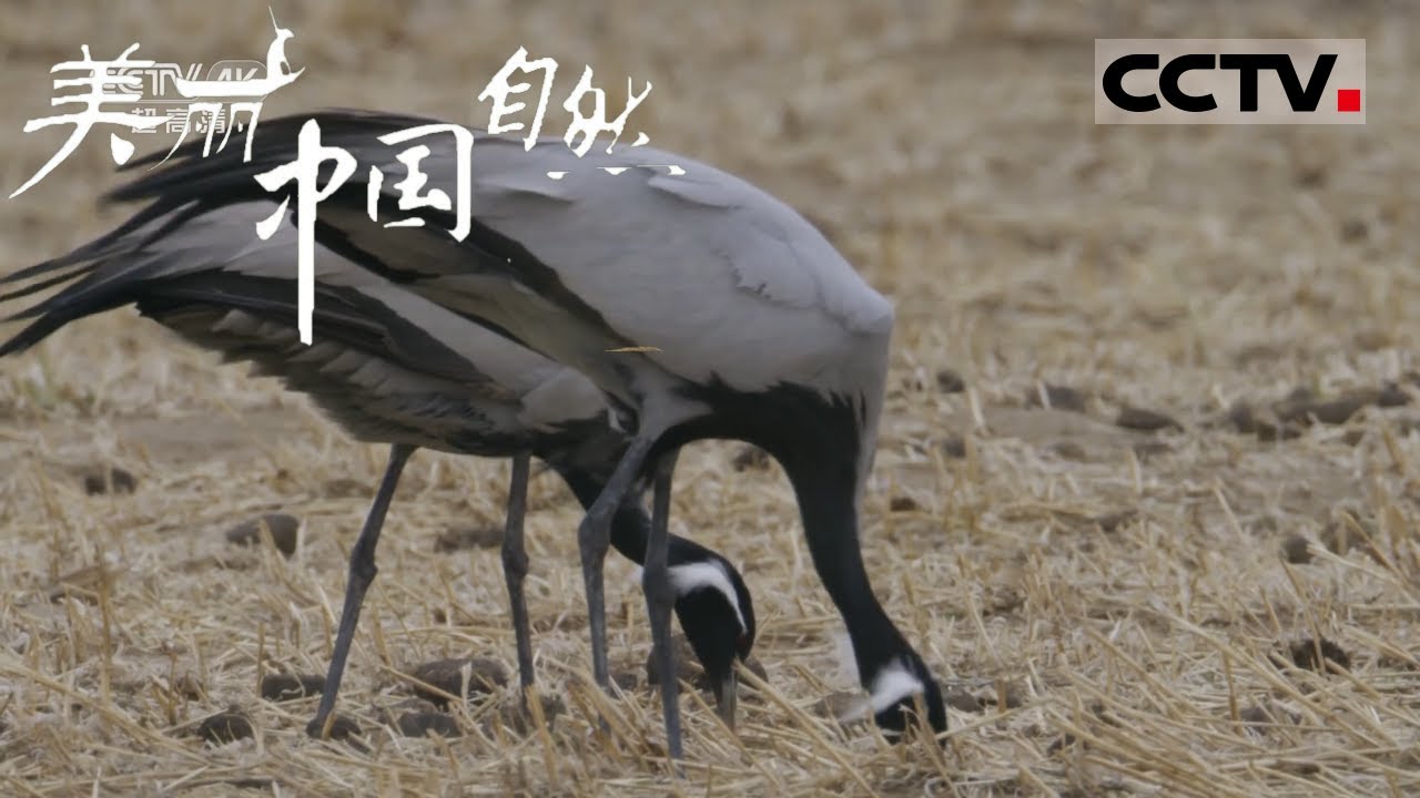 【ENG】有农田的地方就有食物&mdash;&mdash;鹤群的永恒真理《美丽中国自然》克什克腾的春系列【CCTV纪录】