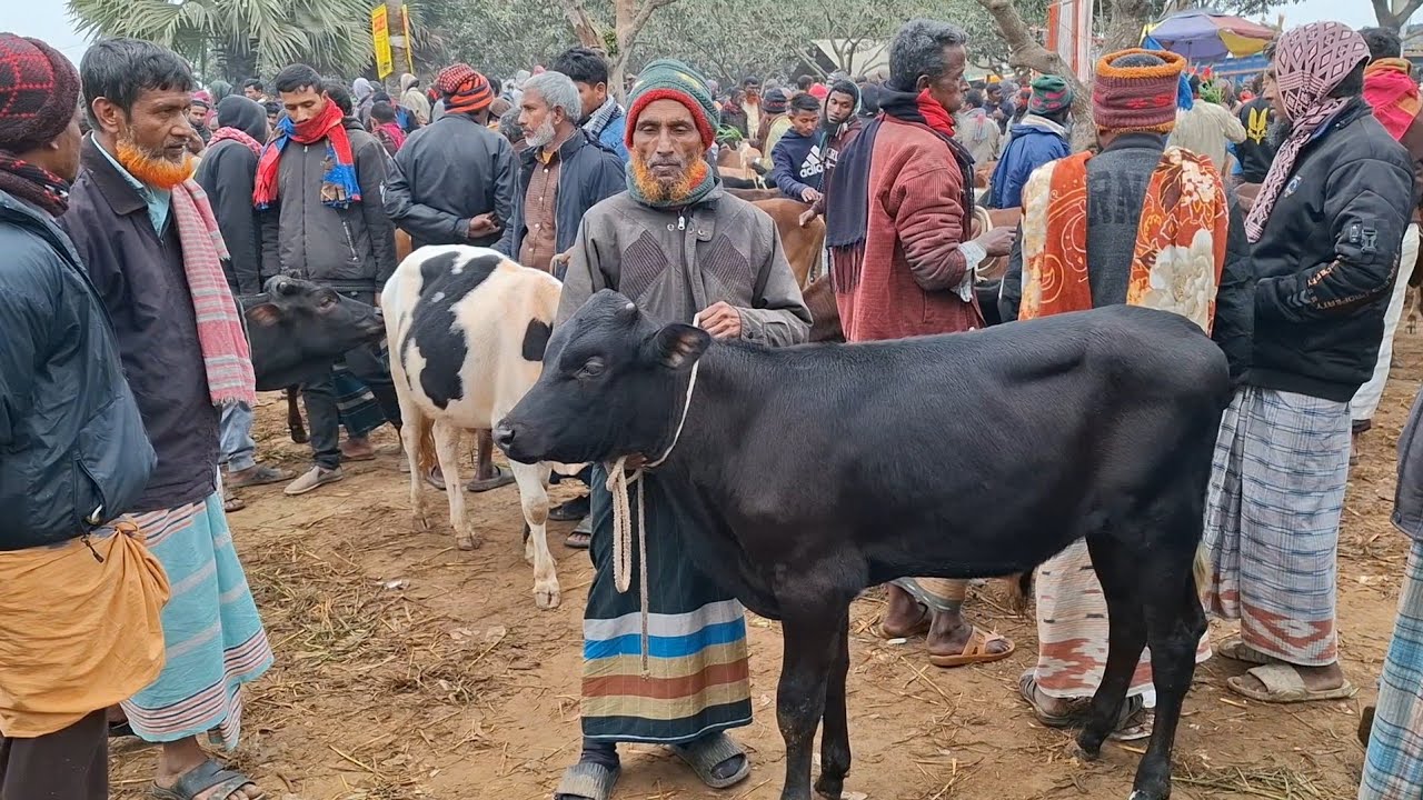 ১৬ মার্চ 2026 | ফ্রিজিয়ান ও ক্রসজাতের ষাঁড় বাছুরের দাম জানুন | রানীগঞ্জ হাট | থেকে দিনাজপুর 