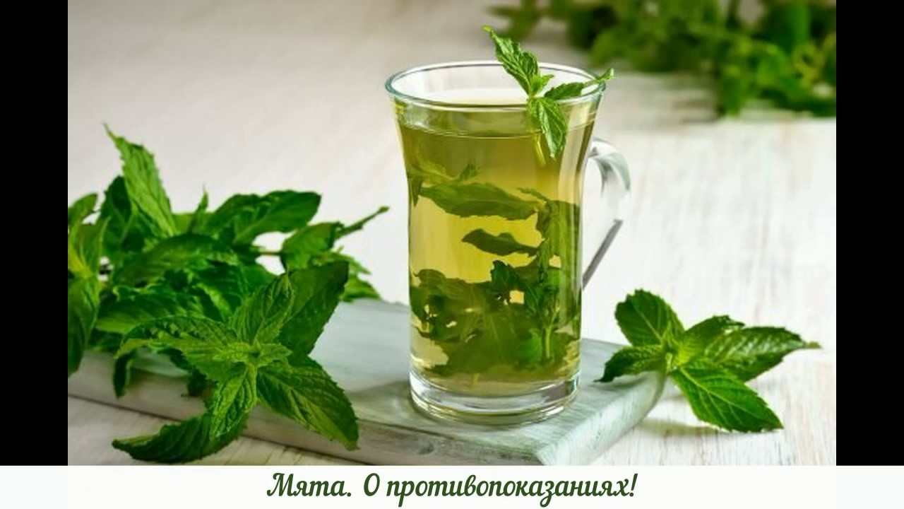 Мята. О противопоказаниях.