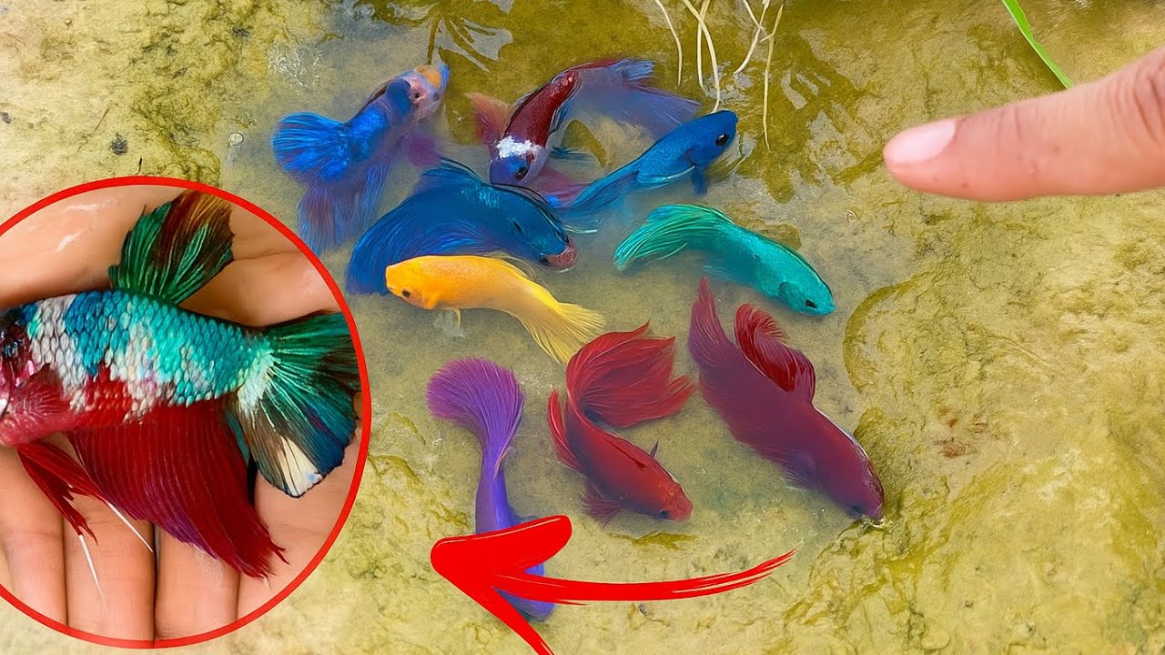 Amazing Betta Catching Beautiful Wild Betta Fish from Natural Place