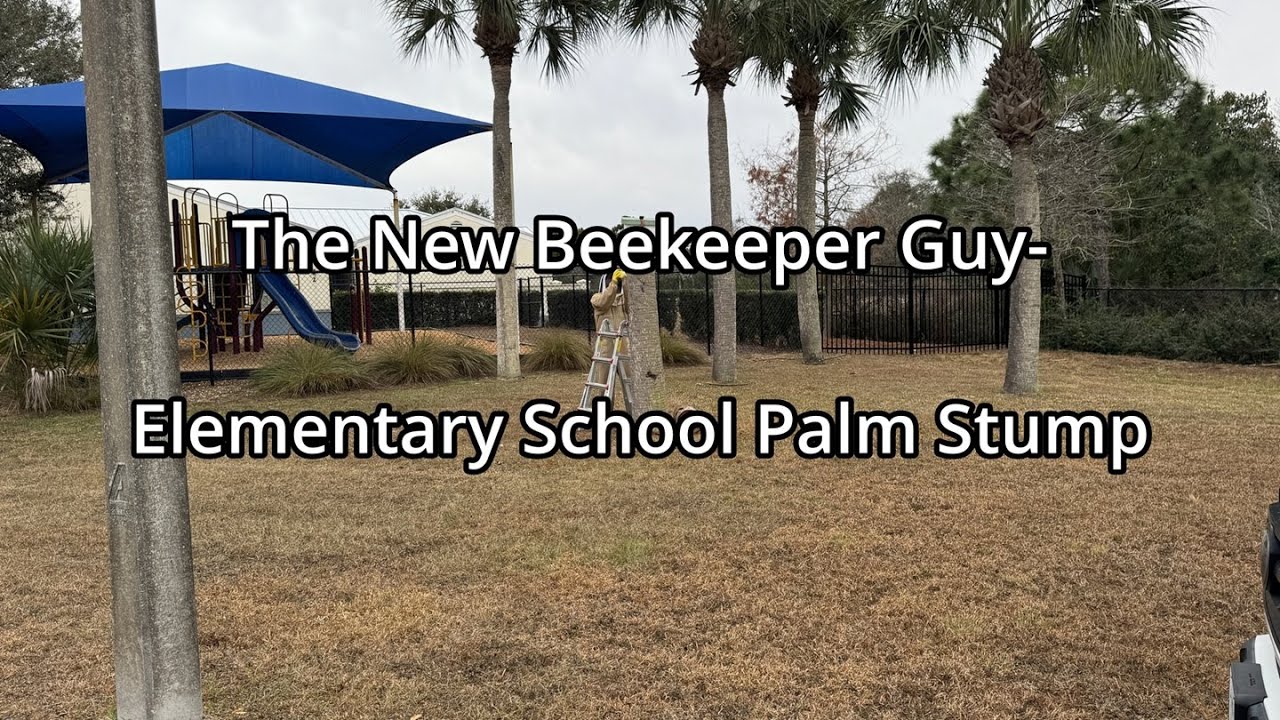 The New Beekeeper Guy - Elementary School Palm Stump