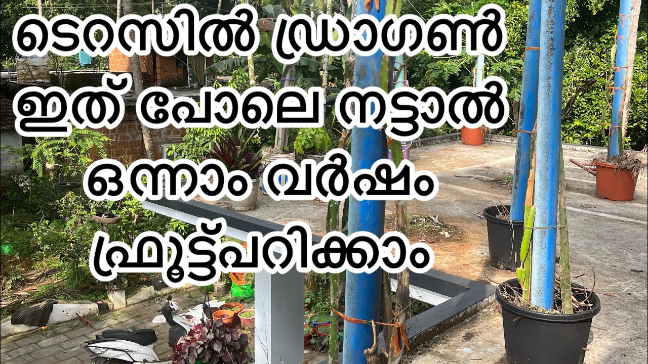 Dragon fruit ടെറസിൽ ഇങ്ങനെ നട്ടാൽ ഒന്നാംവർഷം മുതൽ fruit പറിക്കാം#dragon#gardening #terrace