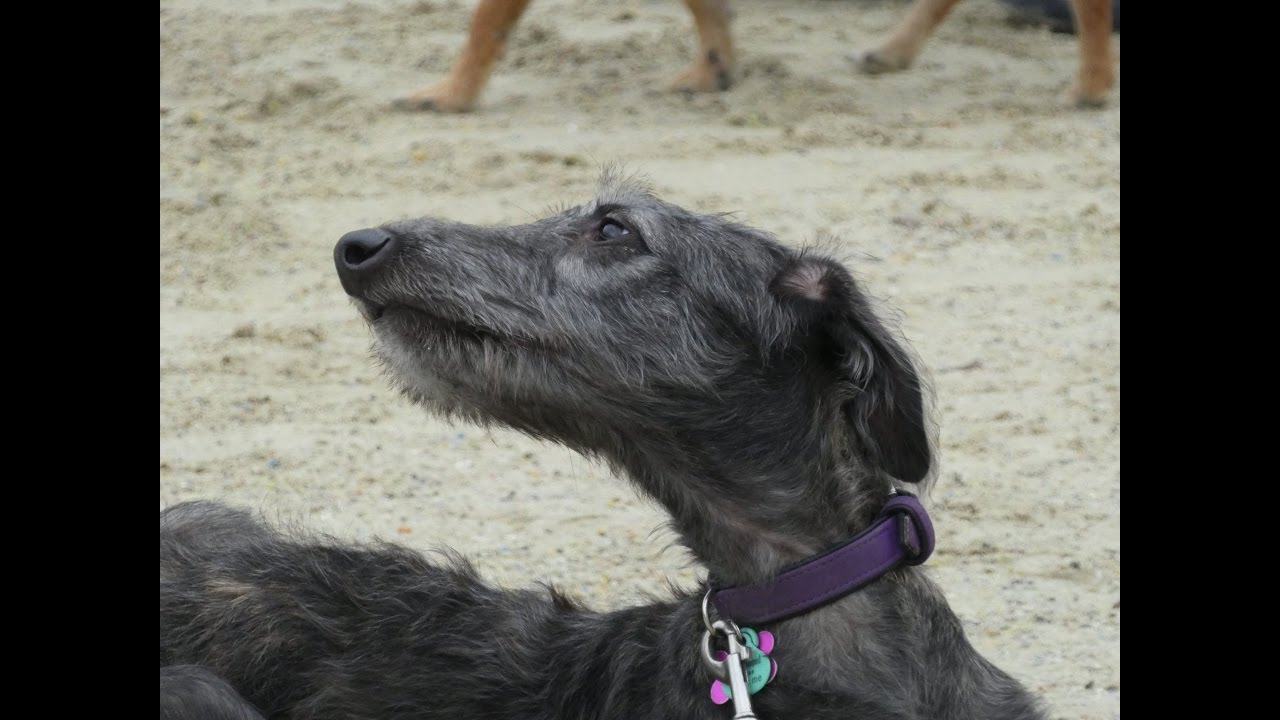 River - Deerhound Puppy - 4 Weeks Residential Dog Training