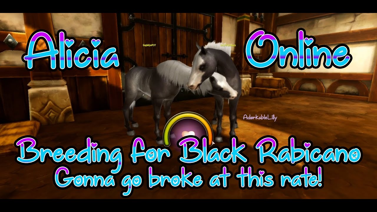Black Rabicano Breeding Alicia Online