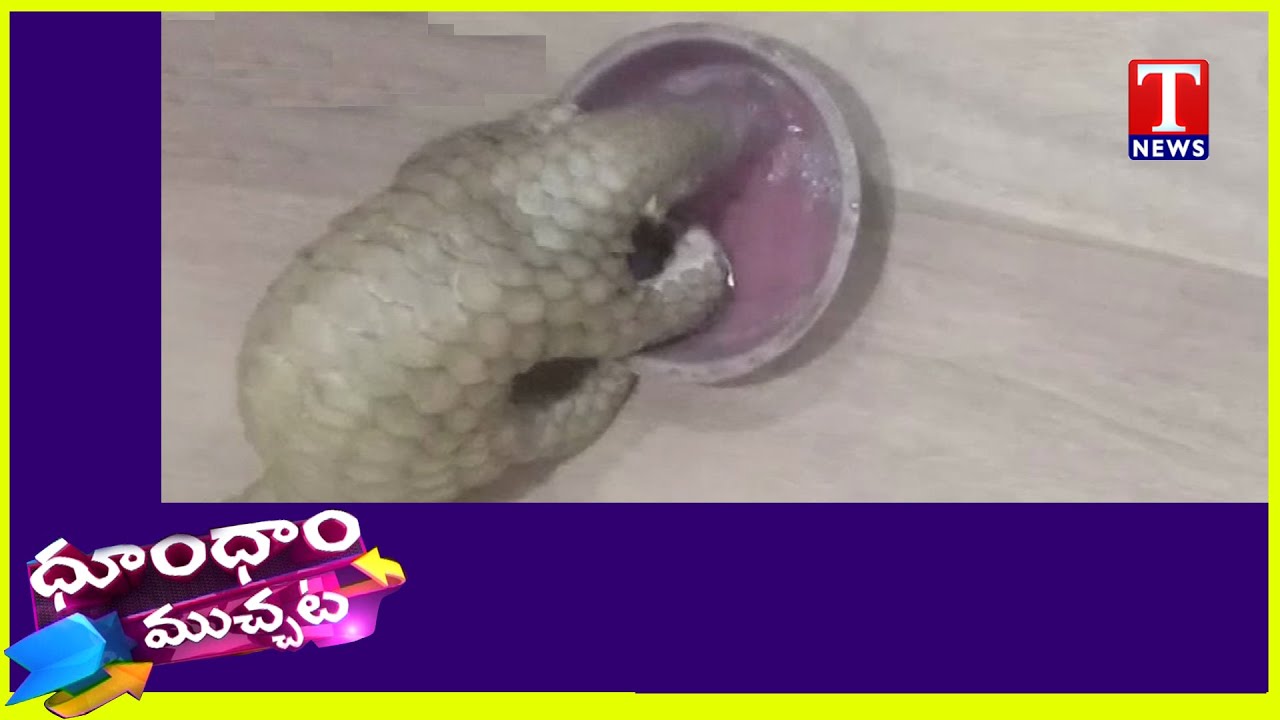 Odisha Police Rescued a Sicked Pangolin | Dhoom Dhaam Muchata | TNews