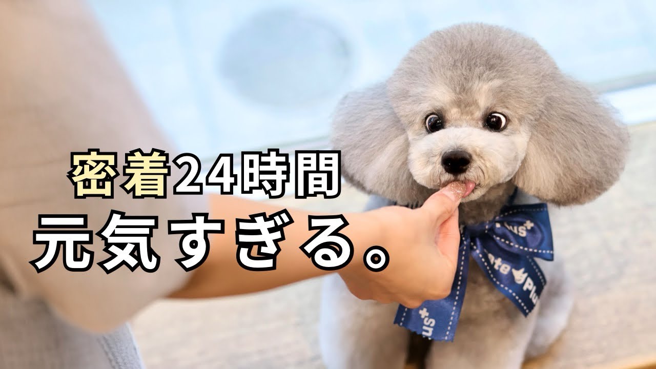 【密着24時間】元気すぎたトイプードルの一日