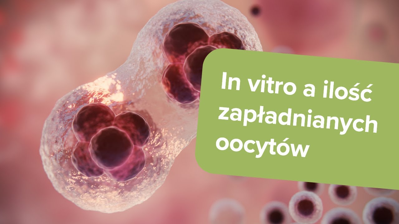 In vitro a ilość zapładnianych kom&oacute;rek jajowych