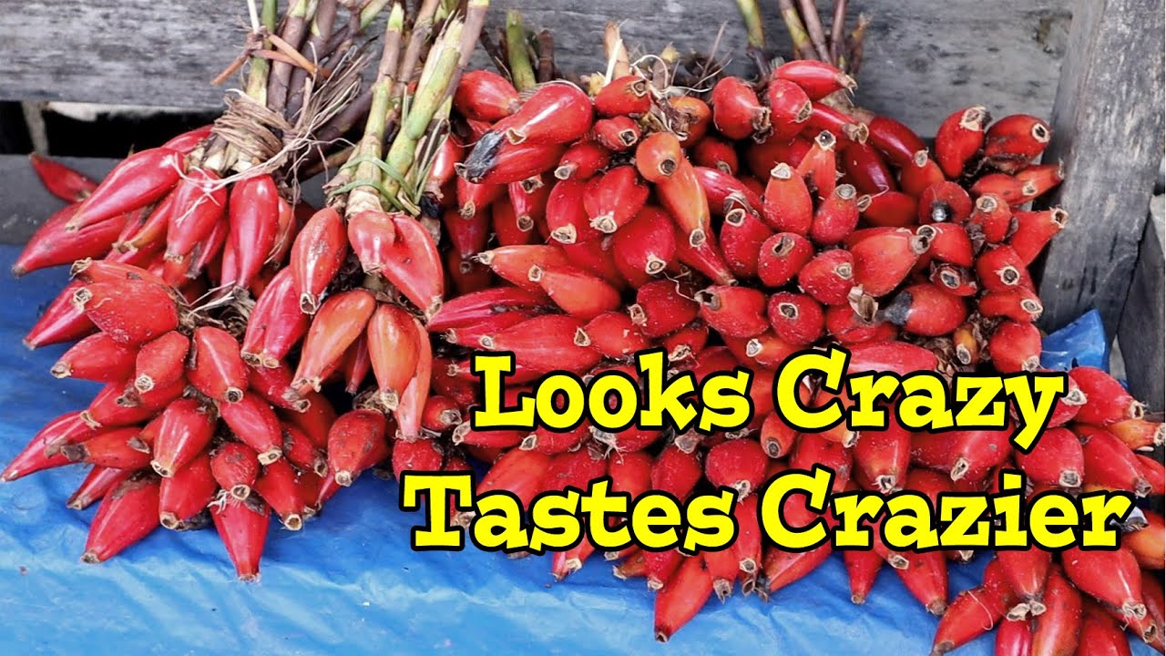 WILD GINGER Fruit in Madagascar! - Weird Fruit Explorer Ep. 370
