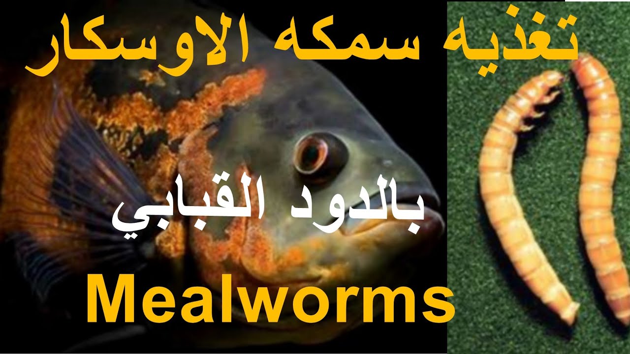 تغذيه سمكه الاوسكار بالميل ورم