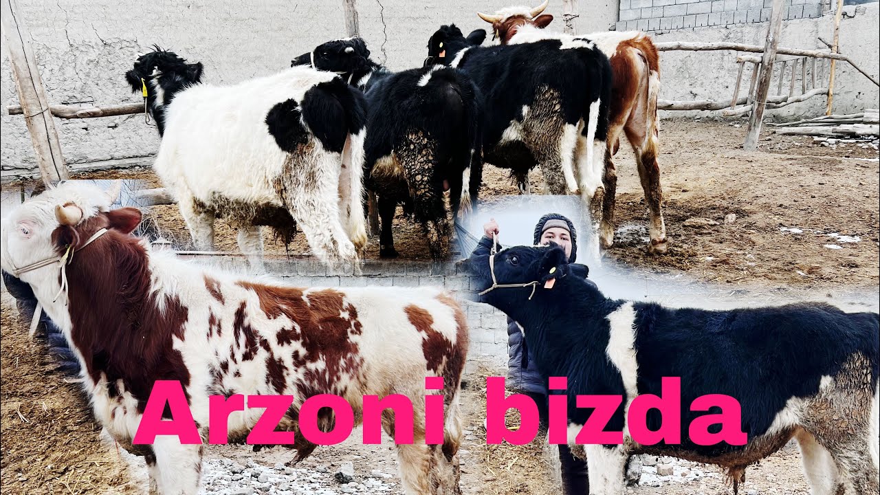 Zudlik bilan puli arzon buqalar sotiladi.