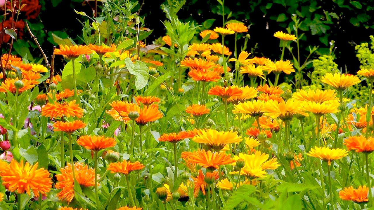Ringelblume Calendula - Wuchs und Pflege