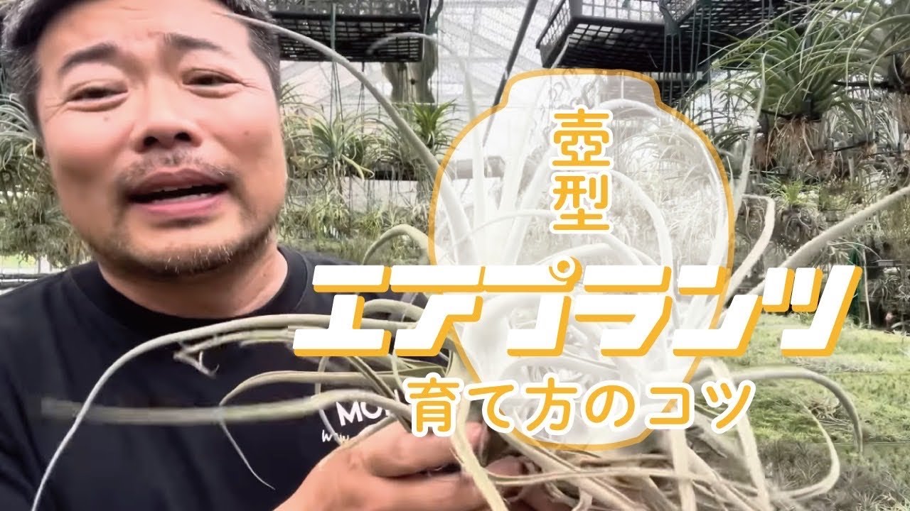 壺型エアプラツの栽培のコツを紹介