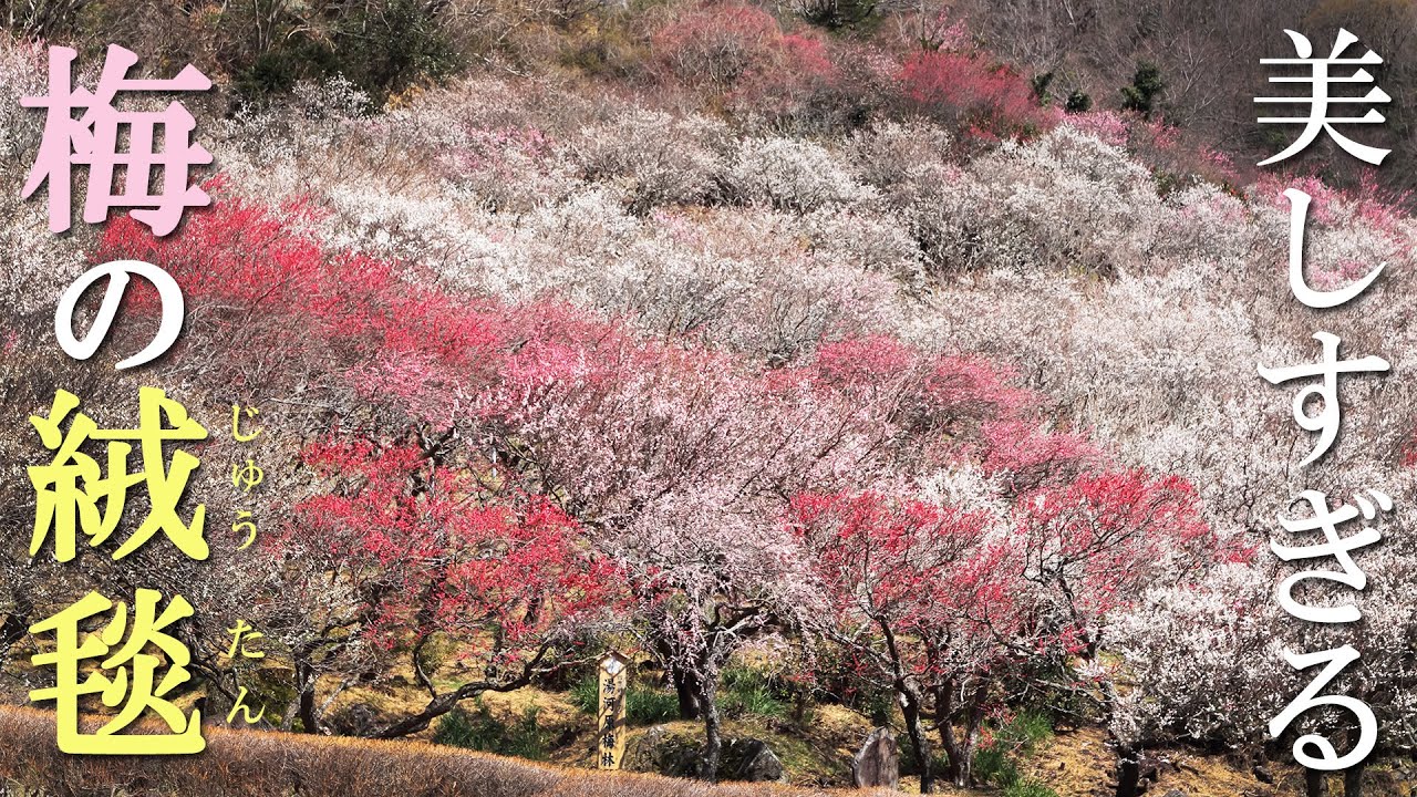 4,000本の梅が斜面に咲き乱れる公園が美しすぎた/湯河原梅林(幕山公園)/神奈川観光旅行vlog