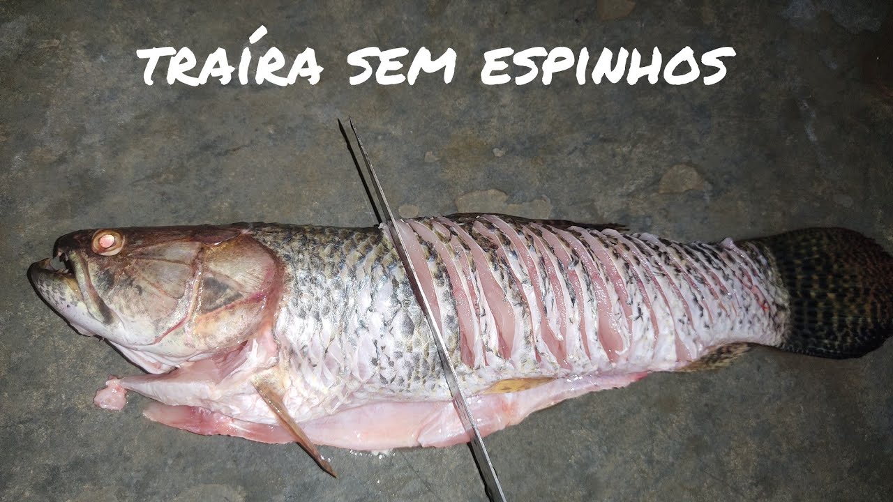 como tirar espinho de traíra#como cortar traira# preparando a traíra sem espinho