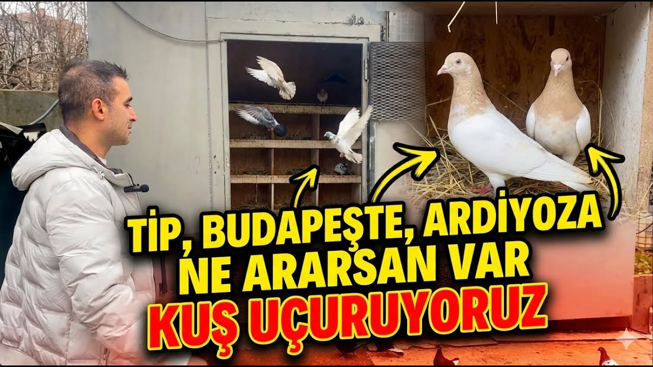 ŞABAN ABİNİN KÜMESİNDEYİZ! KUŞ UÇURUYORUZ! (SARI TİPLER, ARDİYOZALAR, BUDAPEŞTELER)