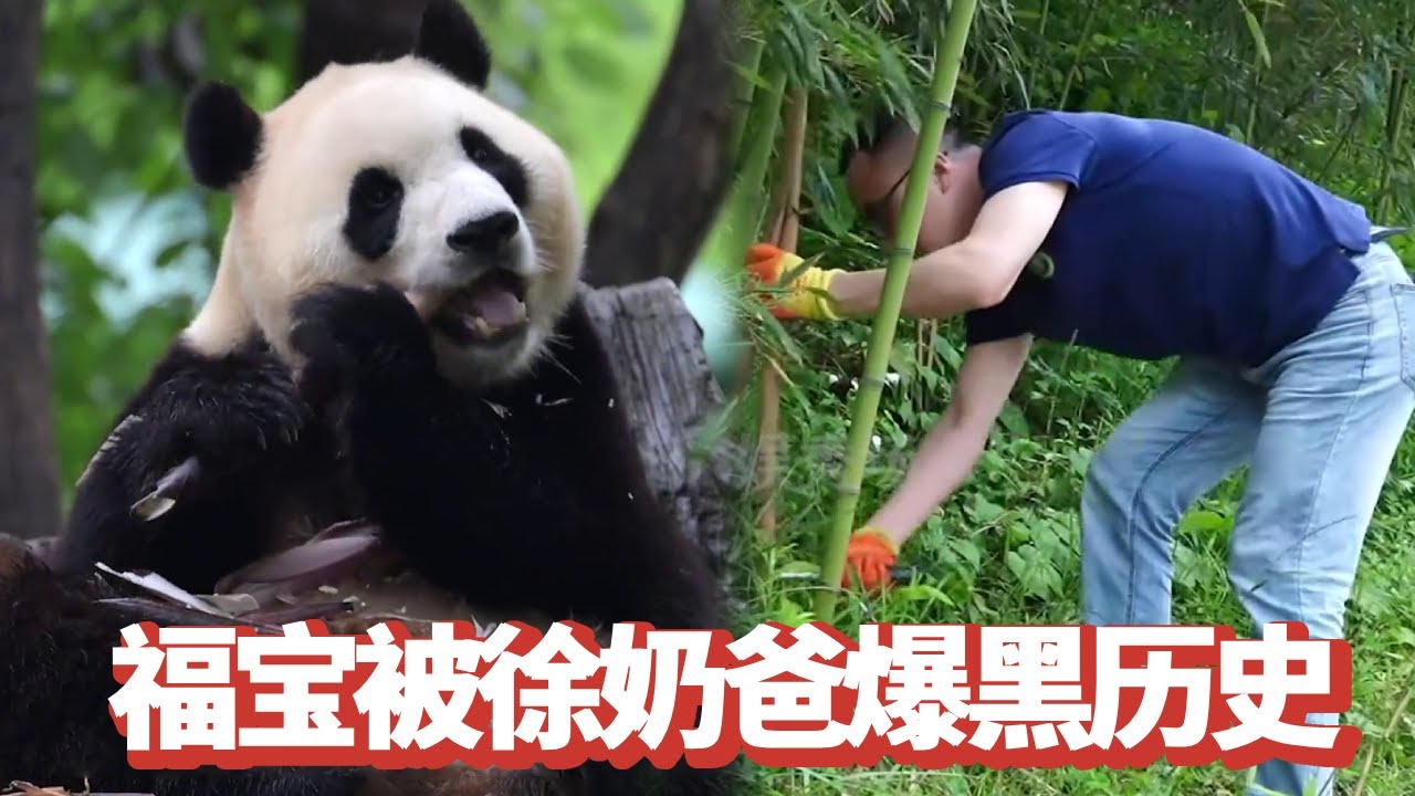 福宝回国前后待遇“千差万别”？和奶爸互动变少，还被徐奶爸爆了黑历史【追娱秀场】