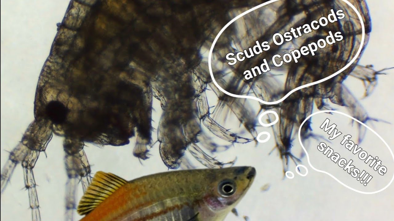 Scuds Ostracods and Copepods oh my!