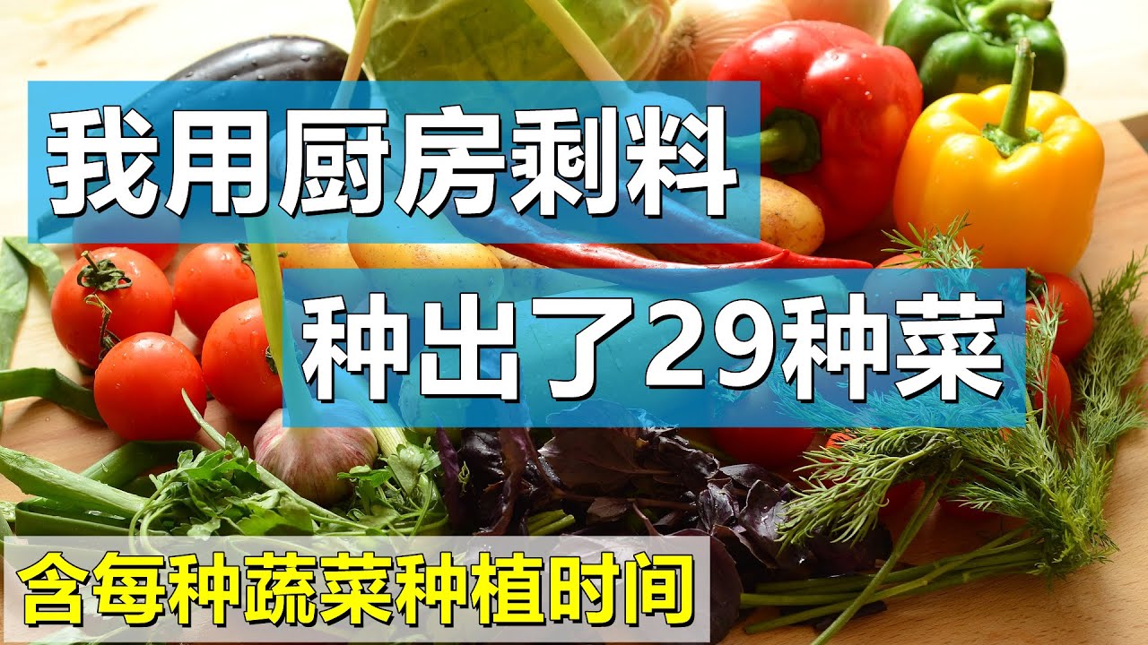 我用厨房剩料种出了29种蔬菜, 含每种菜种植最佳时间, 不买种子, 再生蔬菜 Growing 29 kinds of vegetables using kitchen leftovers