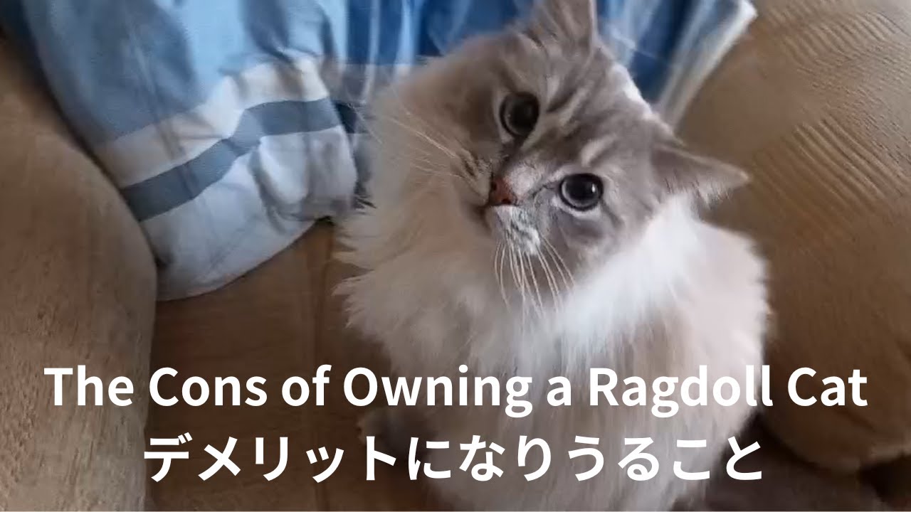 The Cons of Owning Ragdoll Cats / ラグドールのデメリットはある？