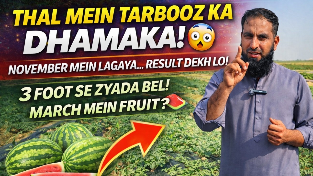 Thal Mein Tarbooz November Mein Lagaya 😱 | Tunnel System Ka Kamaal | Early Harvest Strategy
