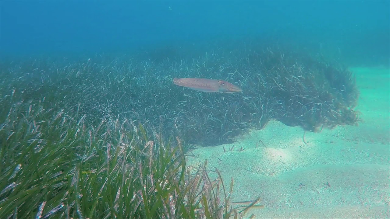 Mykonos Diving Center - Home reef