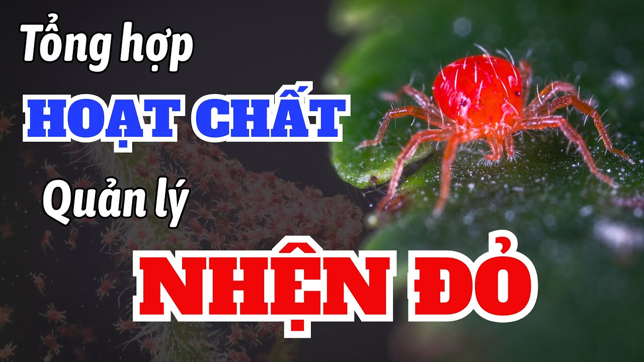 Tổng hợp hoạt chất quản lý nhện đỏ | Đặc trị và phổ rộng | Bifenazate, Spirodiclofen, Etoxazole
