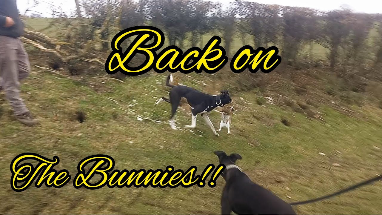 Ferreting Hole  Hopping Rabbits with Jake the Lurcher #ferreting