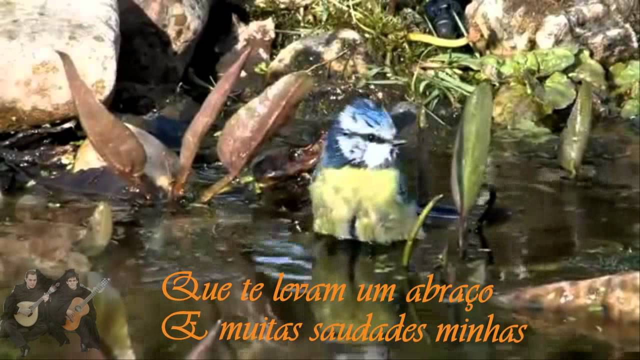 Passarinho da Ribeira - Ant&oacute;nio Menano