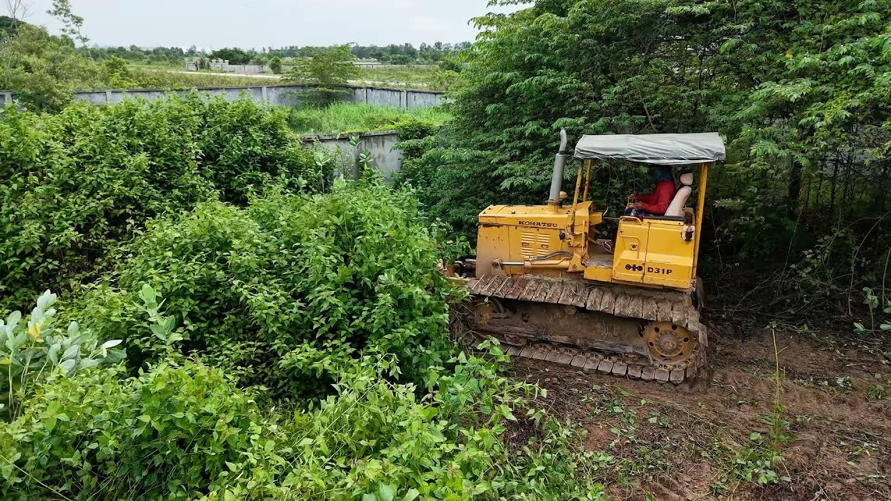 It's amazing how experts are actively pushing the forest forward, clearing it.